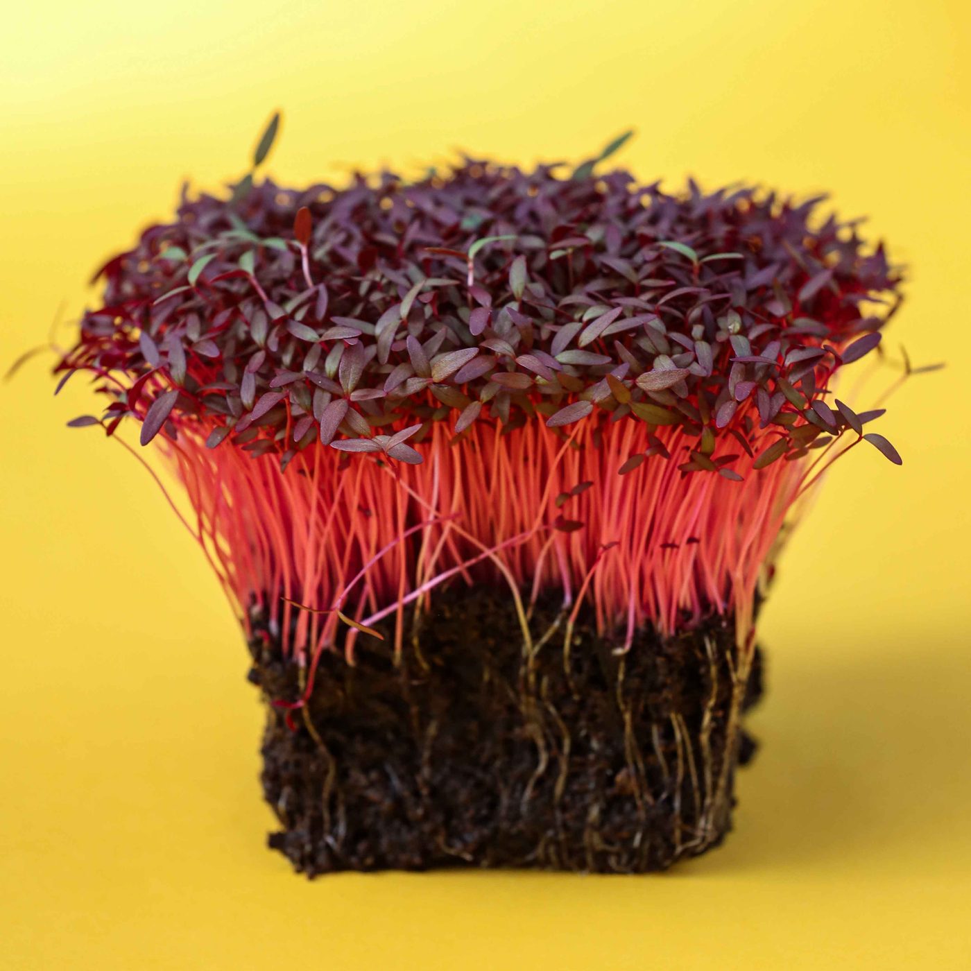 Fresh red amaranth microgreens