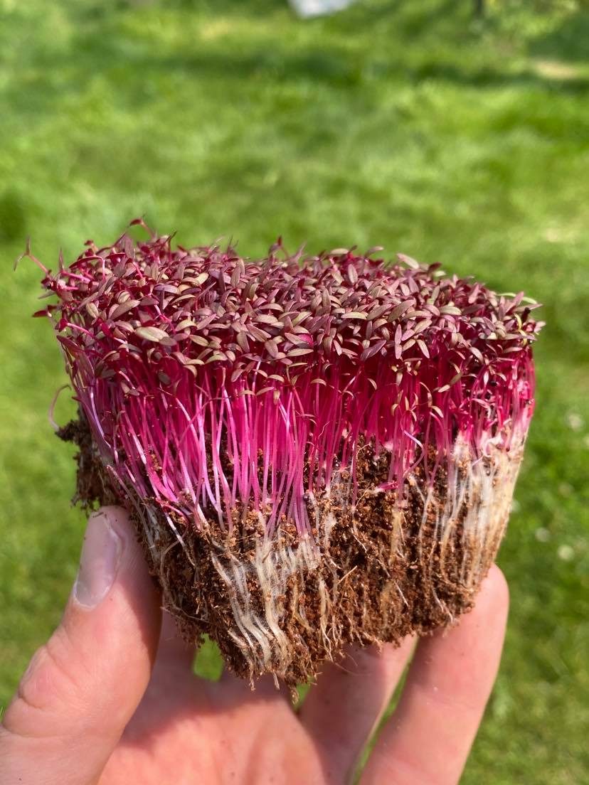 Amaranth Red microgreens