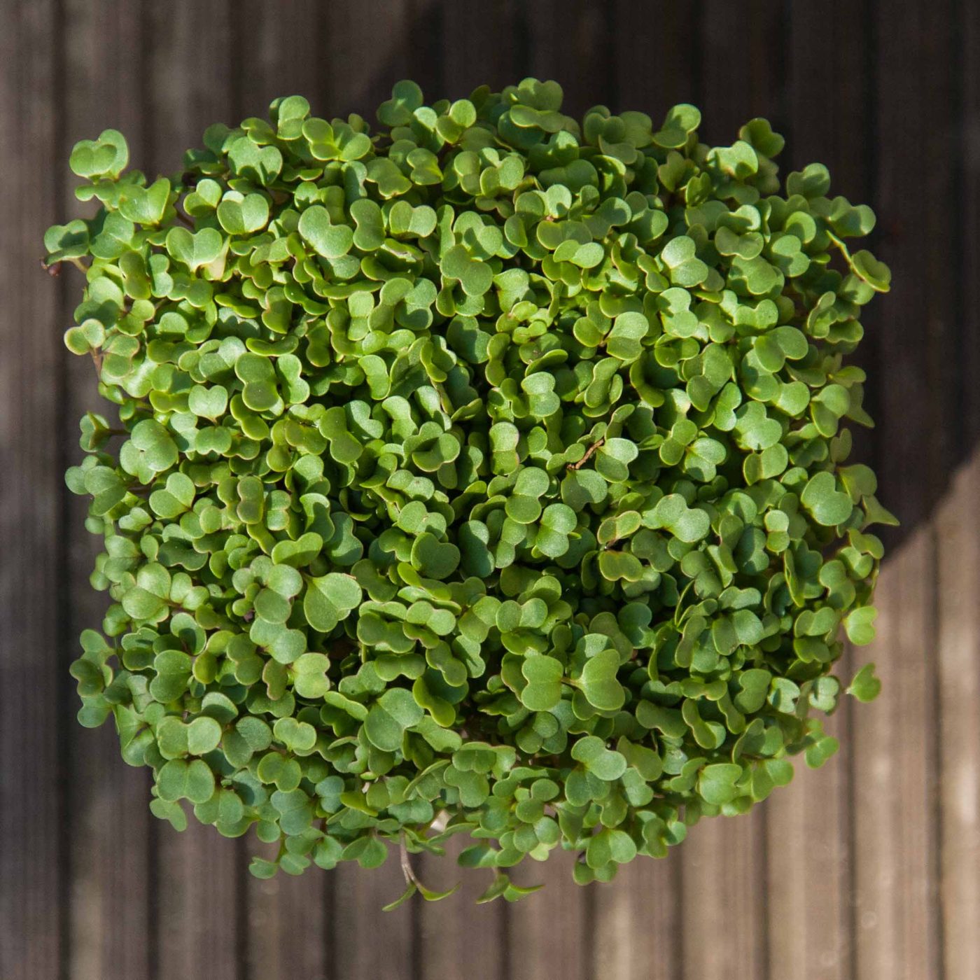 Arugula Rocket microgreens