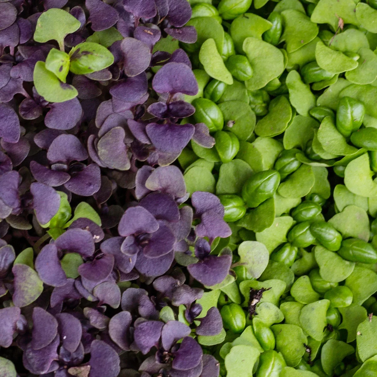 Mixed microgreens varieties for restaurants in Malta