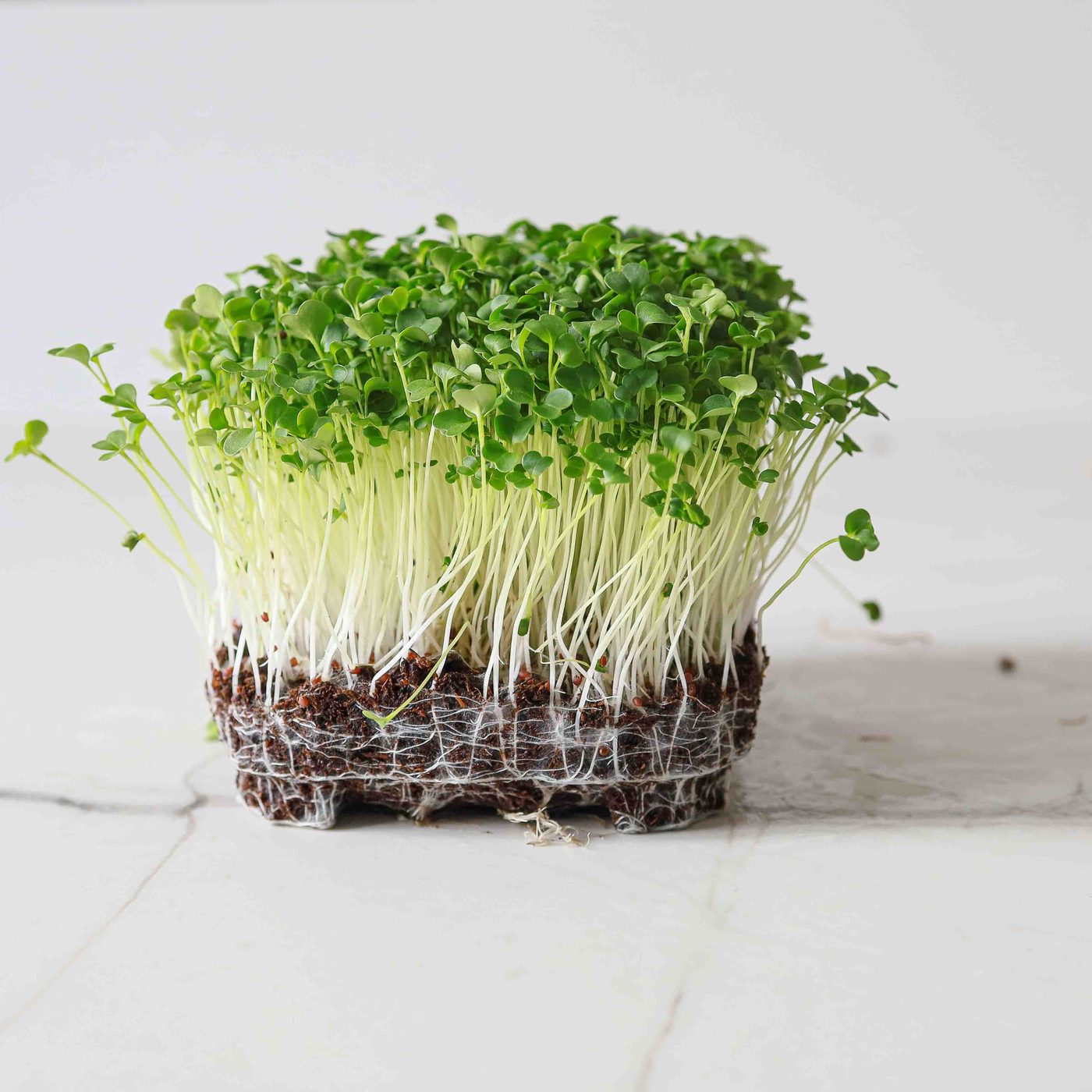 Broccoli Raab microgreens