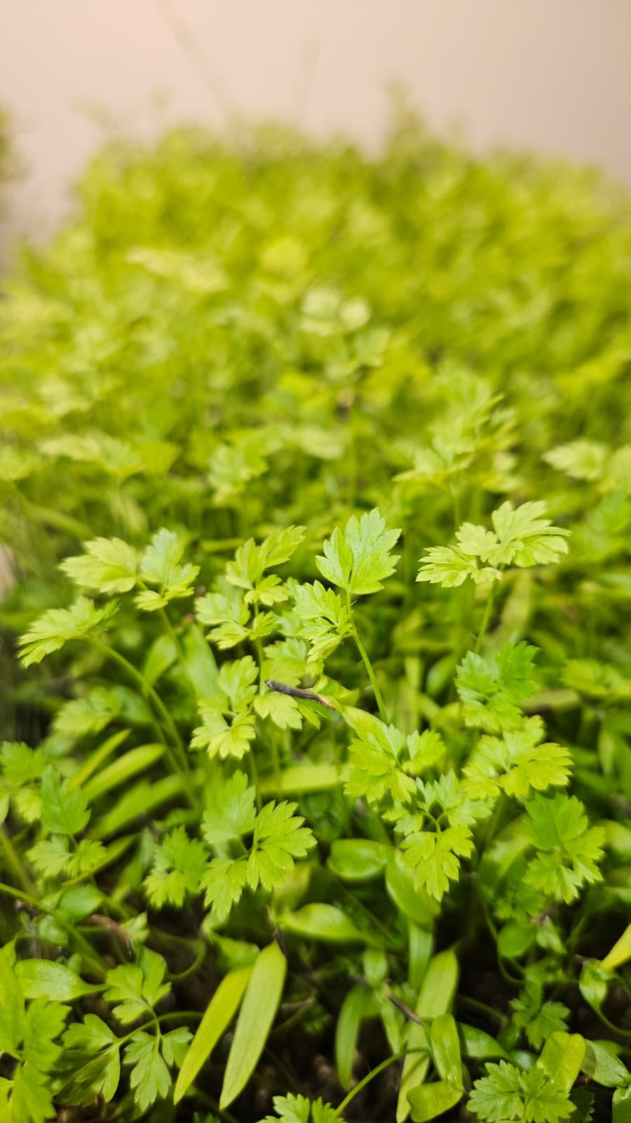 Chervil microgreens close-up grown in Malta