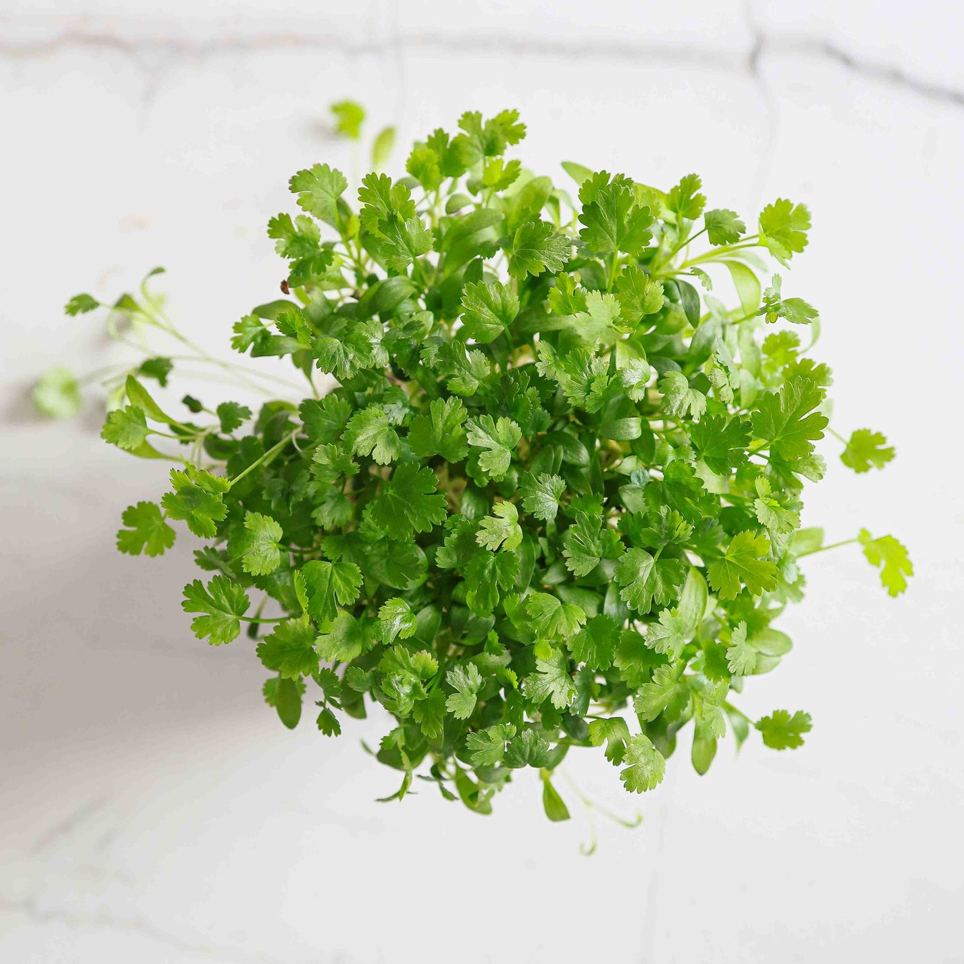 Cilantro Coriander microgreens
