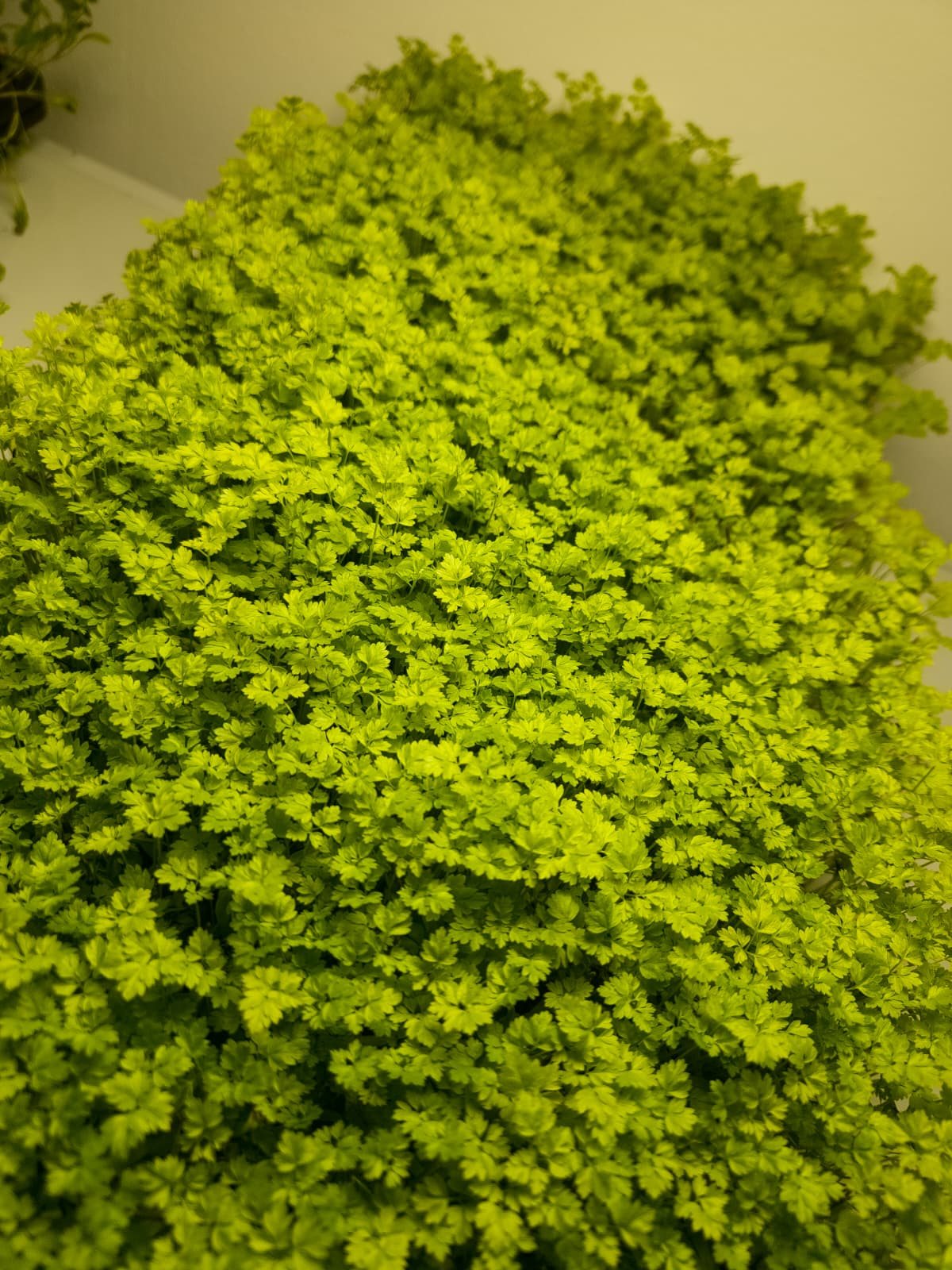 Living microgreens supplied fresh for Malta produce suppliers