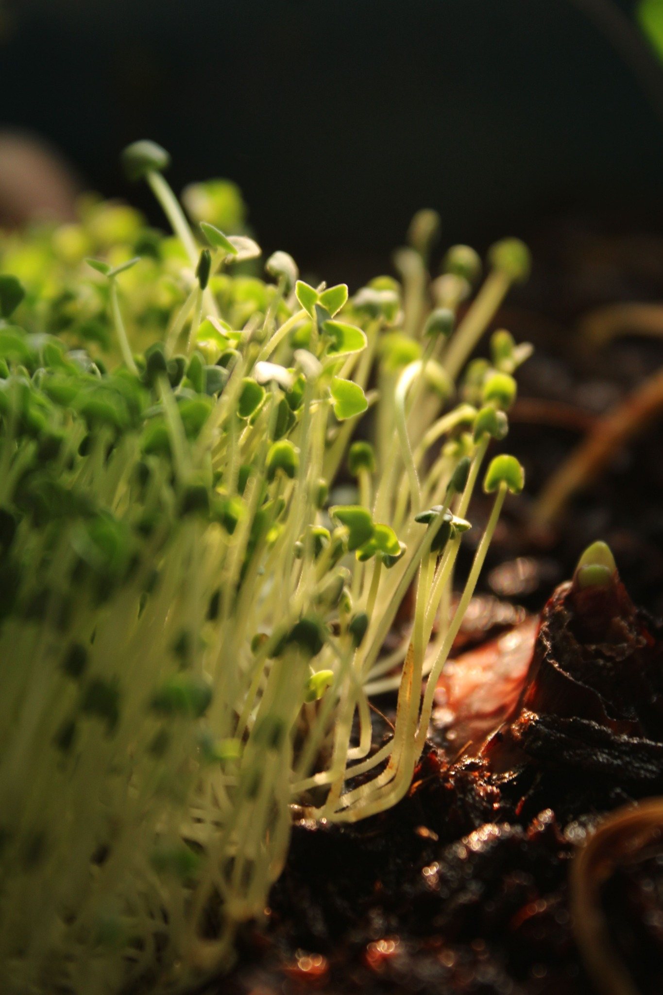 Fresh microgreens close-up grown in Malta
