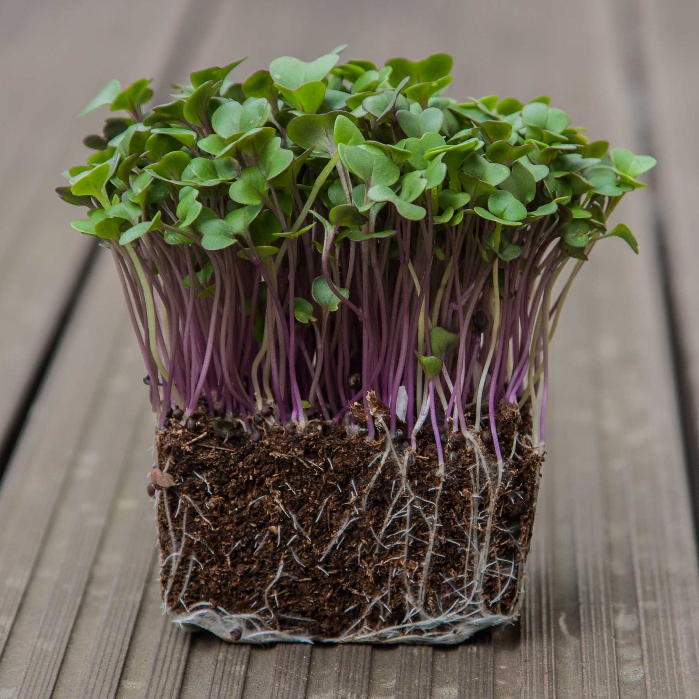 Kohlrabi Red microgreens