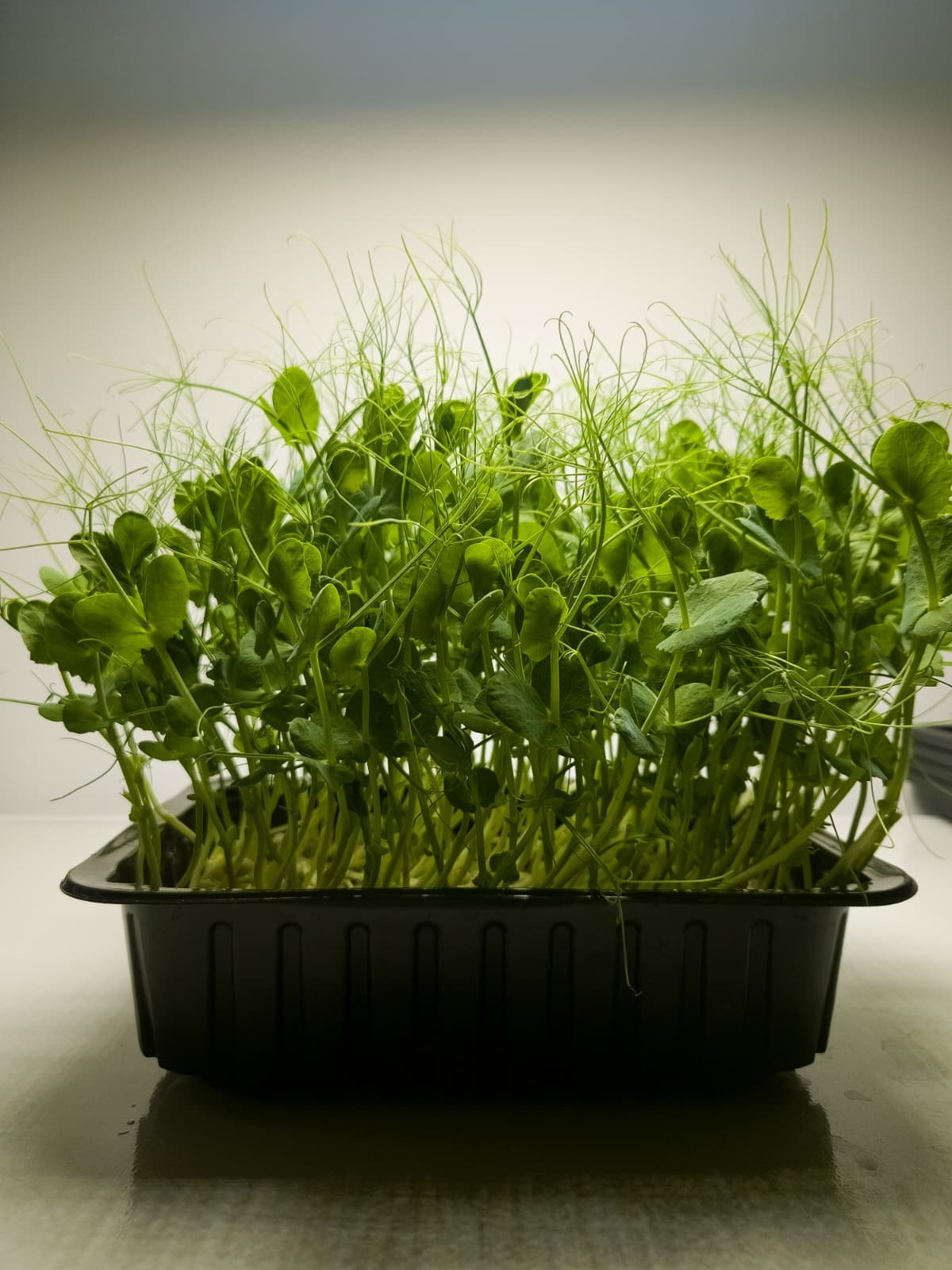 Living pea shoot pot grown in Malta for resellers and fresh produce suppliers