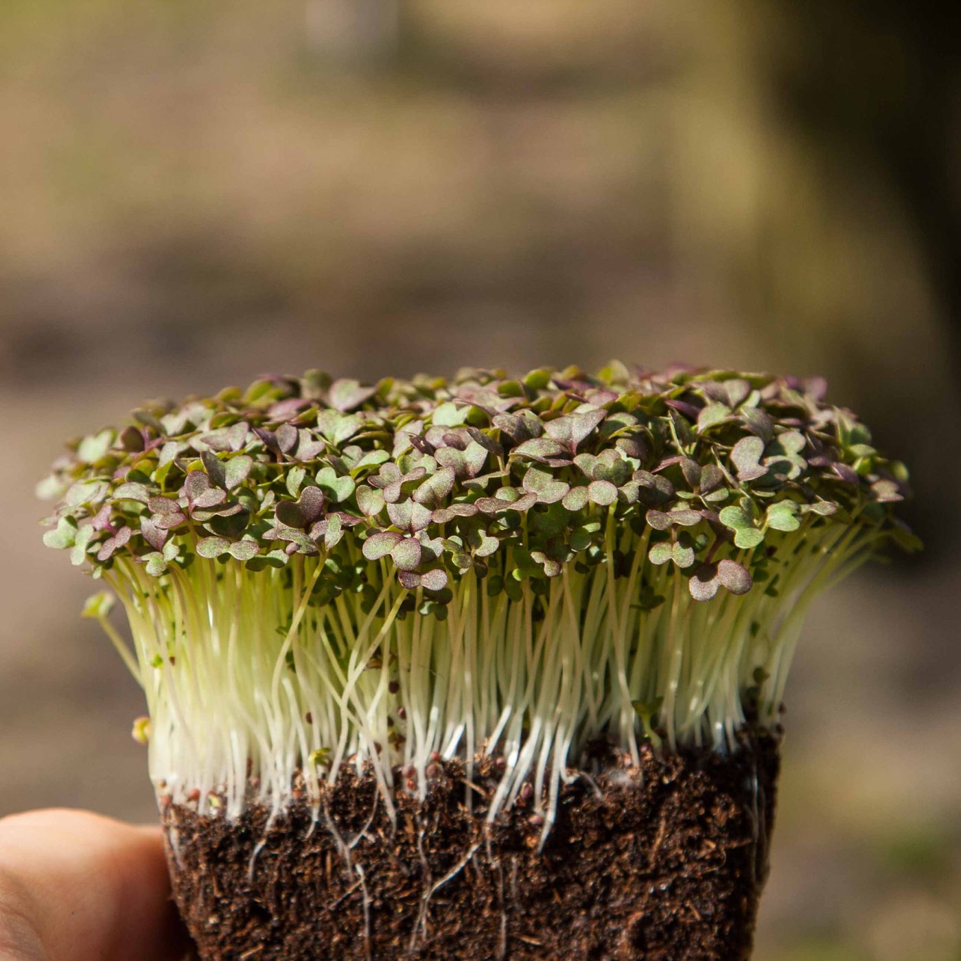 Mizuna Red Frills microgreens