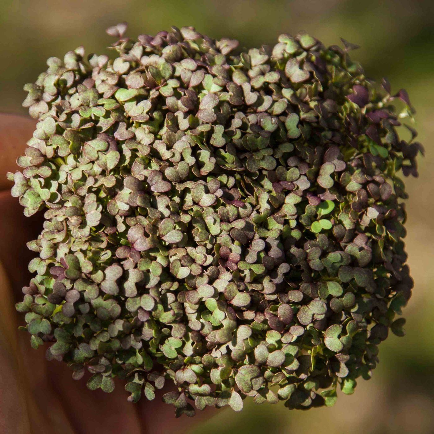 Mizuna Red Frills microgreens