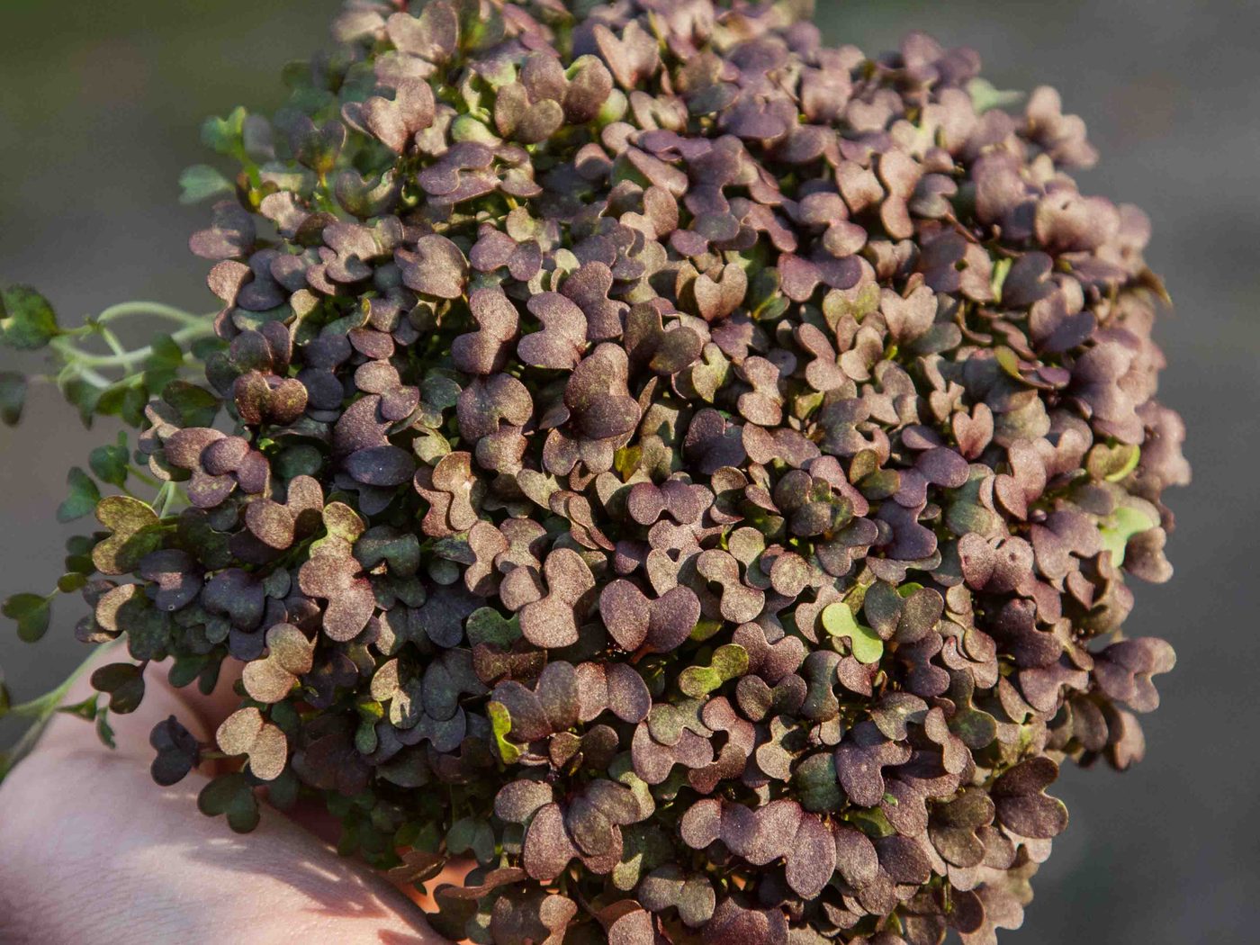 Mizuna Red Frills microgreens