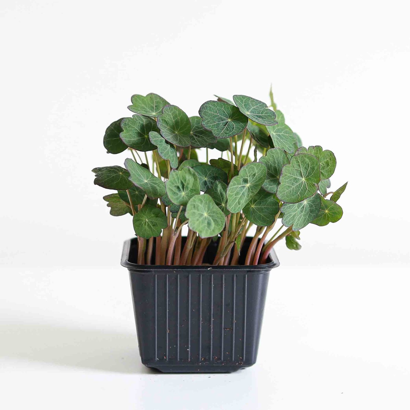 Nasturtium – Empress of India microgreens