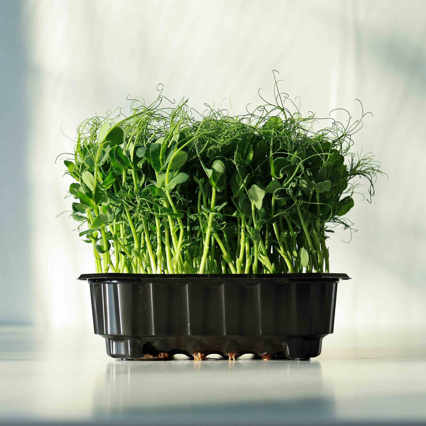 Pea Foxy microgreens