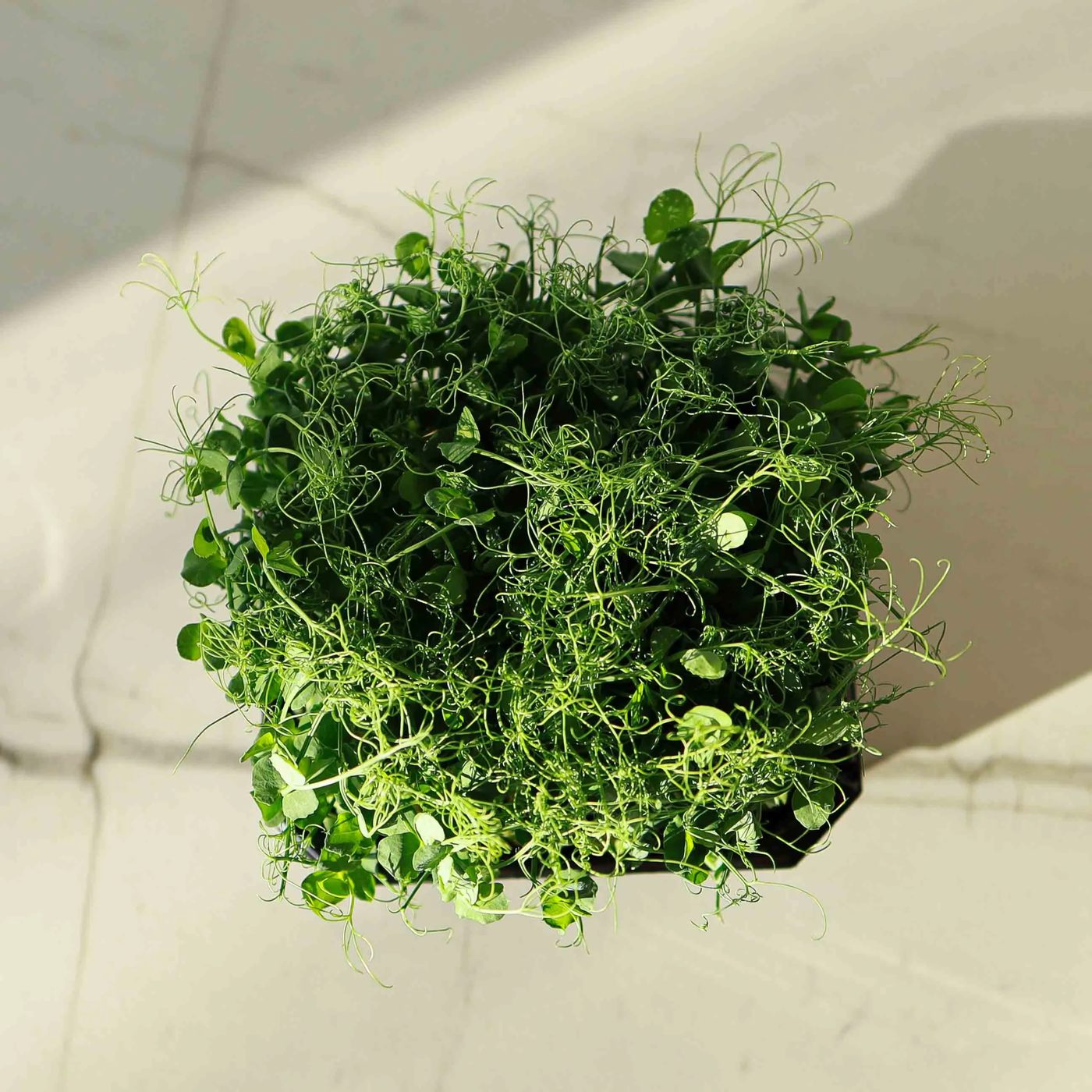 Pea Foxy microgreens