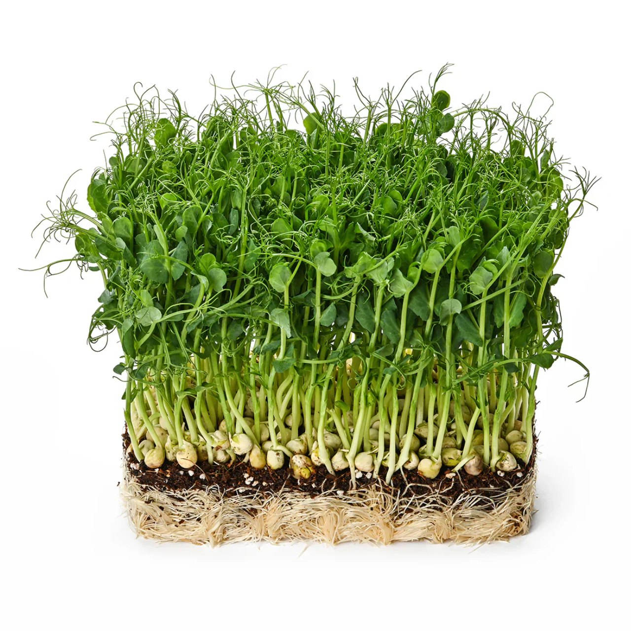 Living pea shoots microgreens pot in Malta
