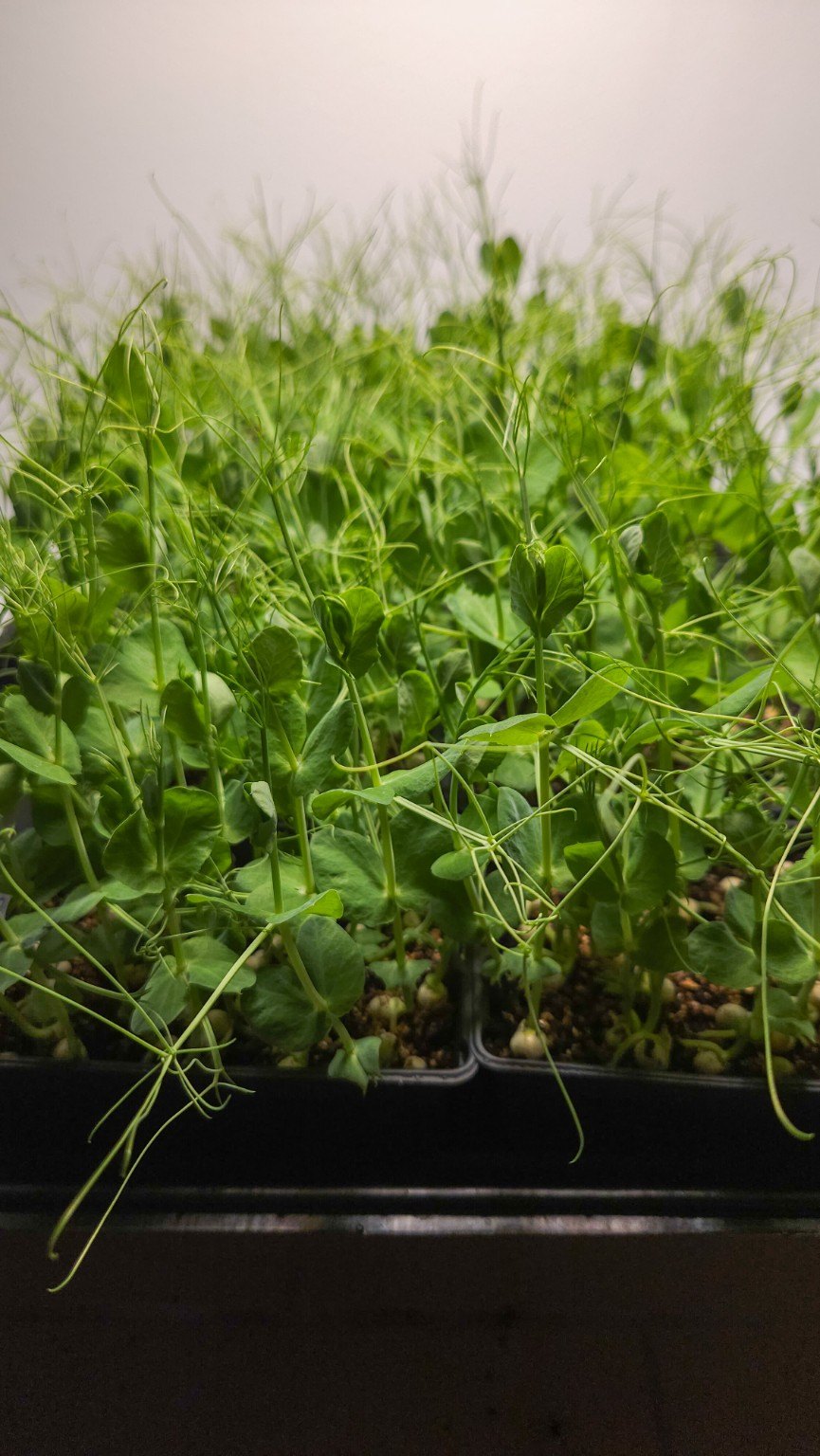 Fresh pea shoots microgreens grown locally in Malta