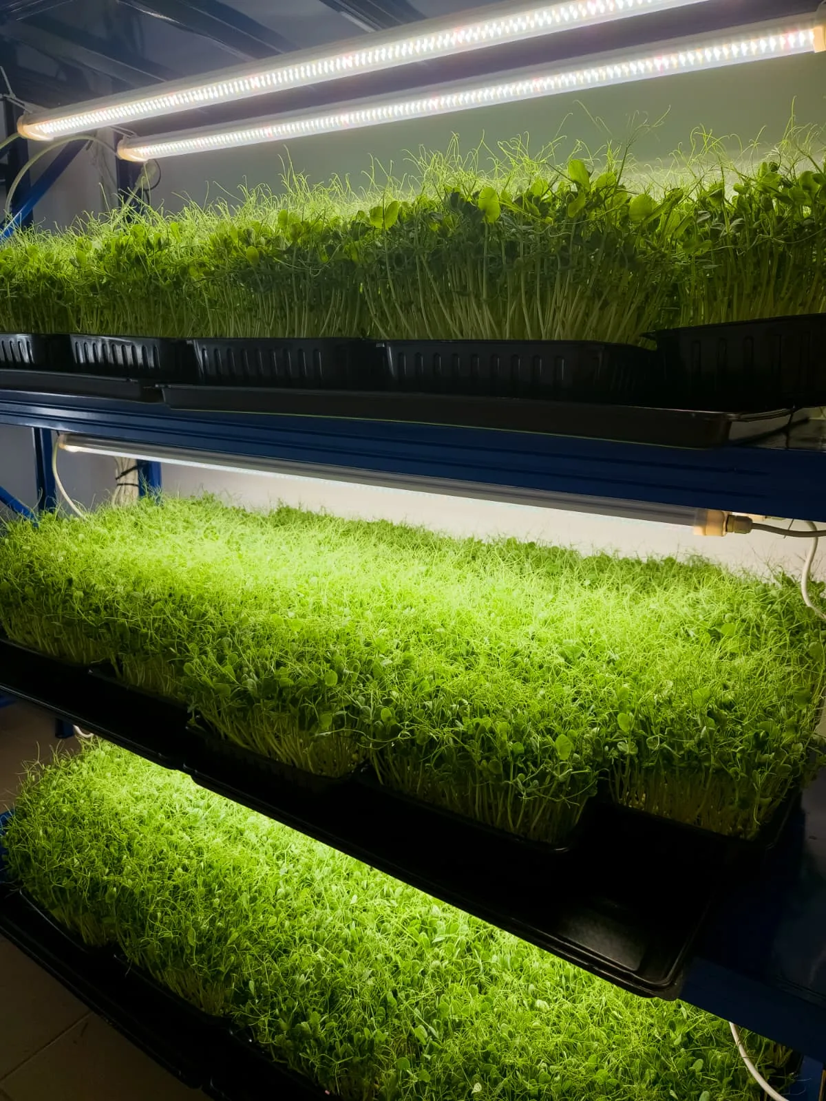 Pea shoots grown indoors in Malta by Verdura Microgreens for a reseller order