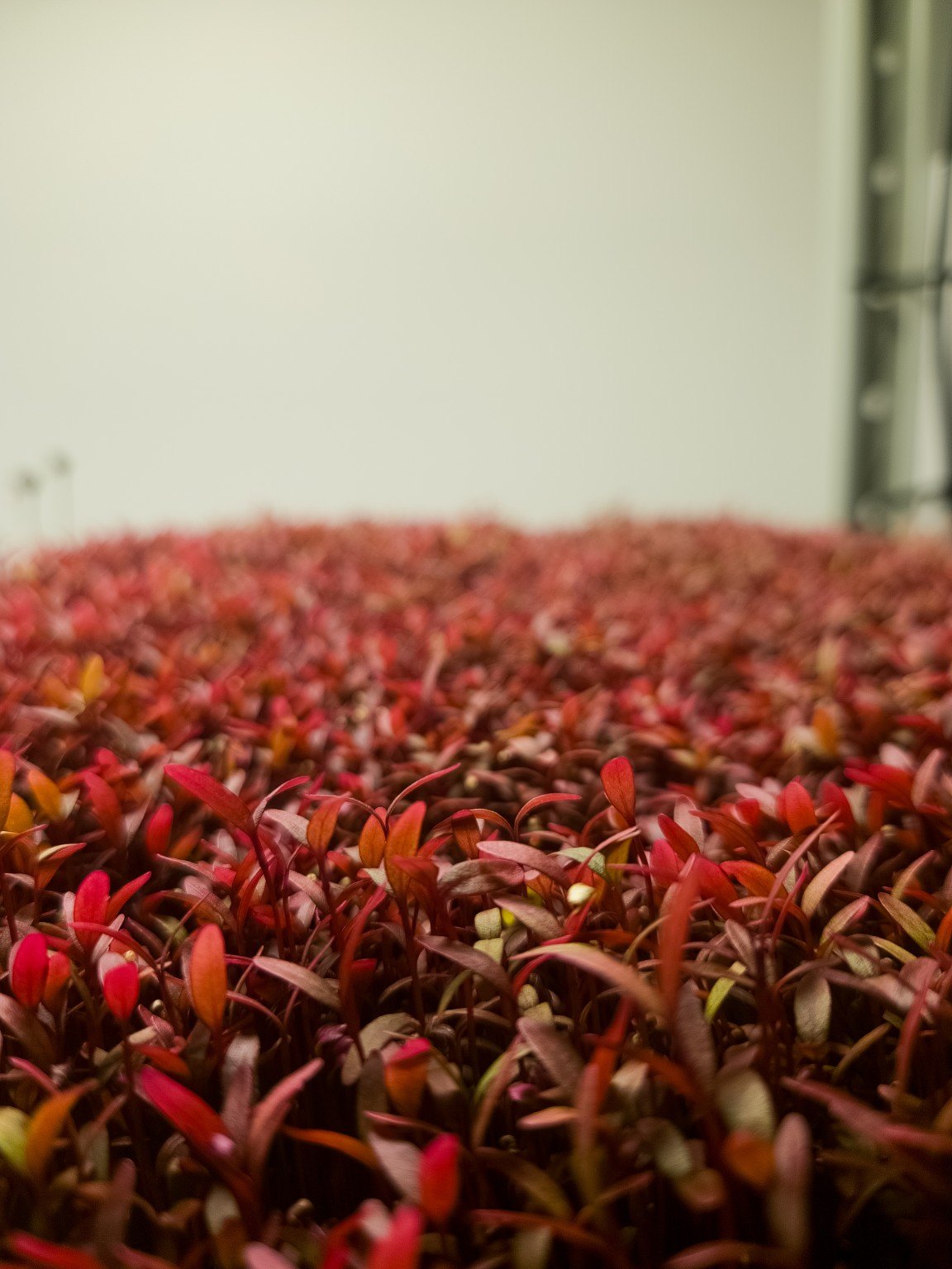 Red amaranth microgreens grown in Malta for wholesale supply