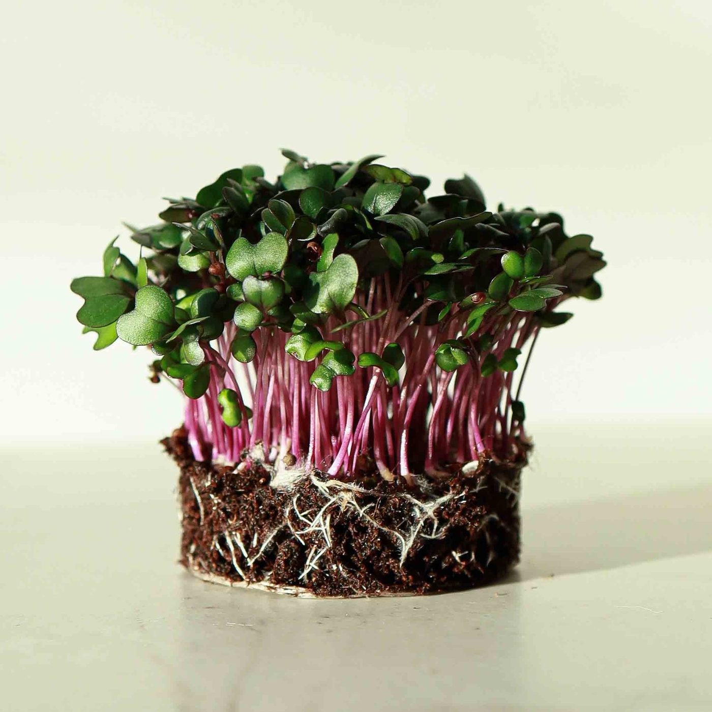 Red Cabbage microgreens