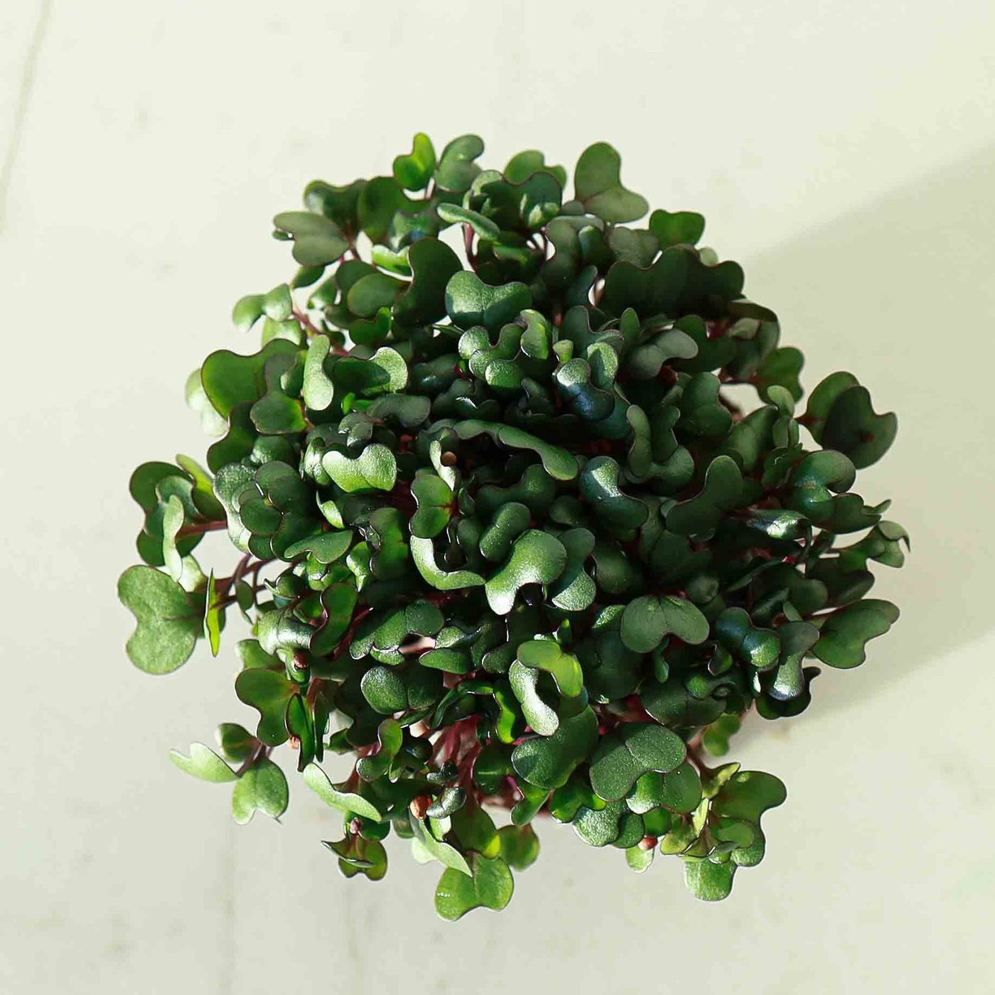 Red Cabbage microgreens