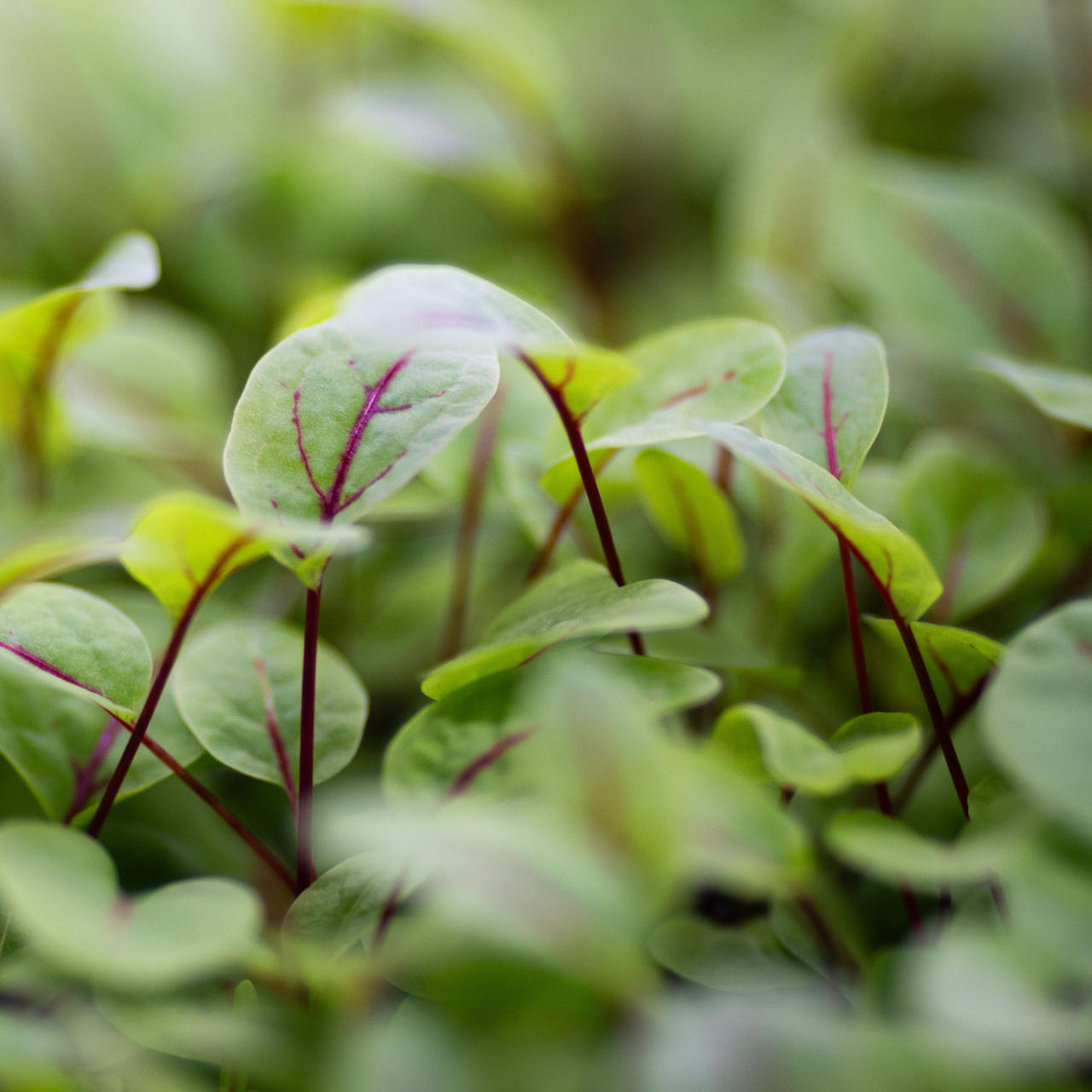 Red veined sorrel microgreens close-up