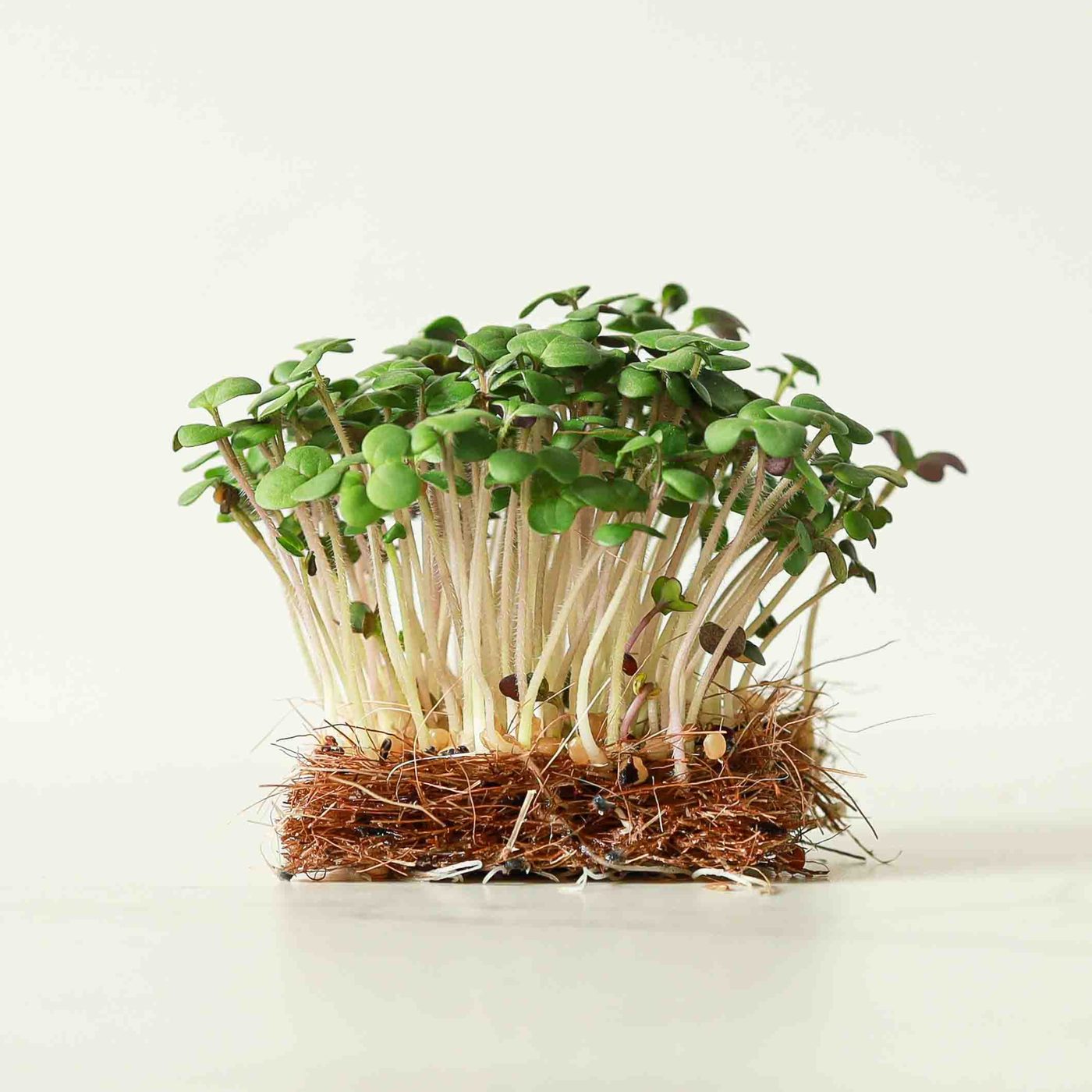 White Mustard microgreens