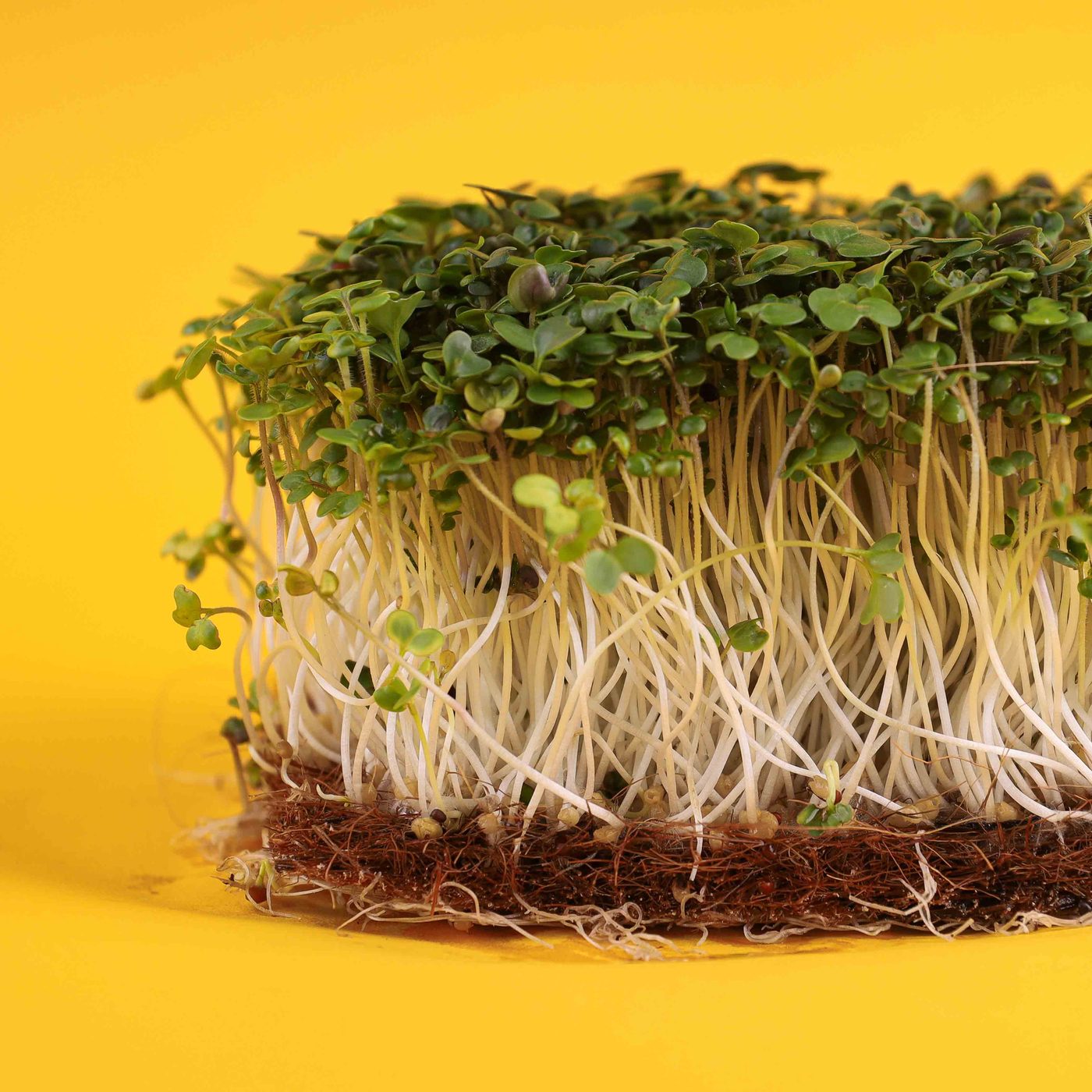 White Mustard microgreens